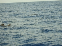 Tenerife 2005 2 76